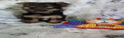 Yorkshire Terrier dogs for sale: Justin - Ad 3
