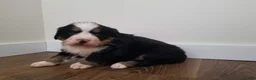 Bernese Mountain Dog dogs for sale: Bernese Mountain Dog Puppy 3 - Ad 3