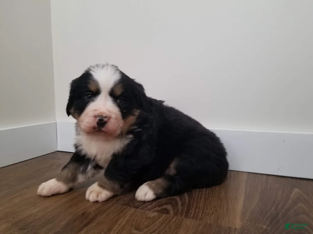 Bernese Mountain Dog dogs for sale: Bernese Mountain Dog Puppy 3 - Ad 3