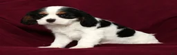 Cavalier King Charles Spaniel dogs for sale: Freddy - Ad 9