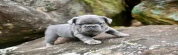 French Bulldog dogs for sale: French Bulldog 2 - Ad 7