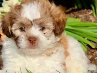 Malshi dogs for sale: Tulip - Ad 3