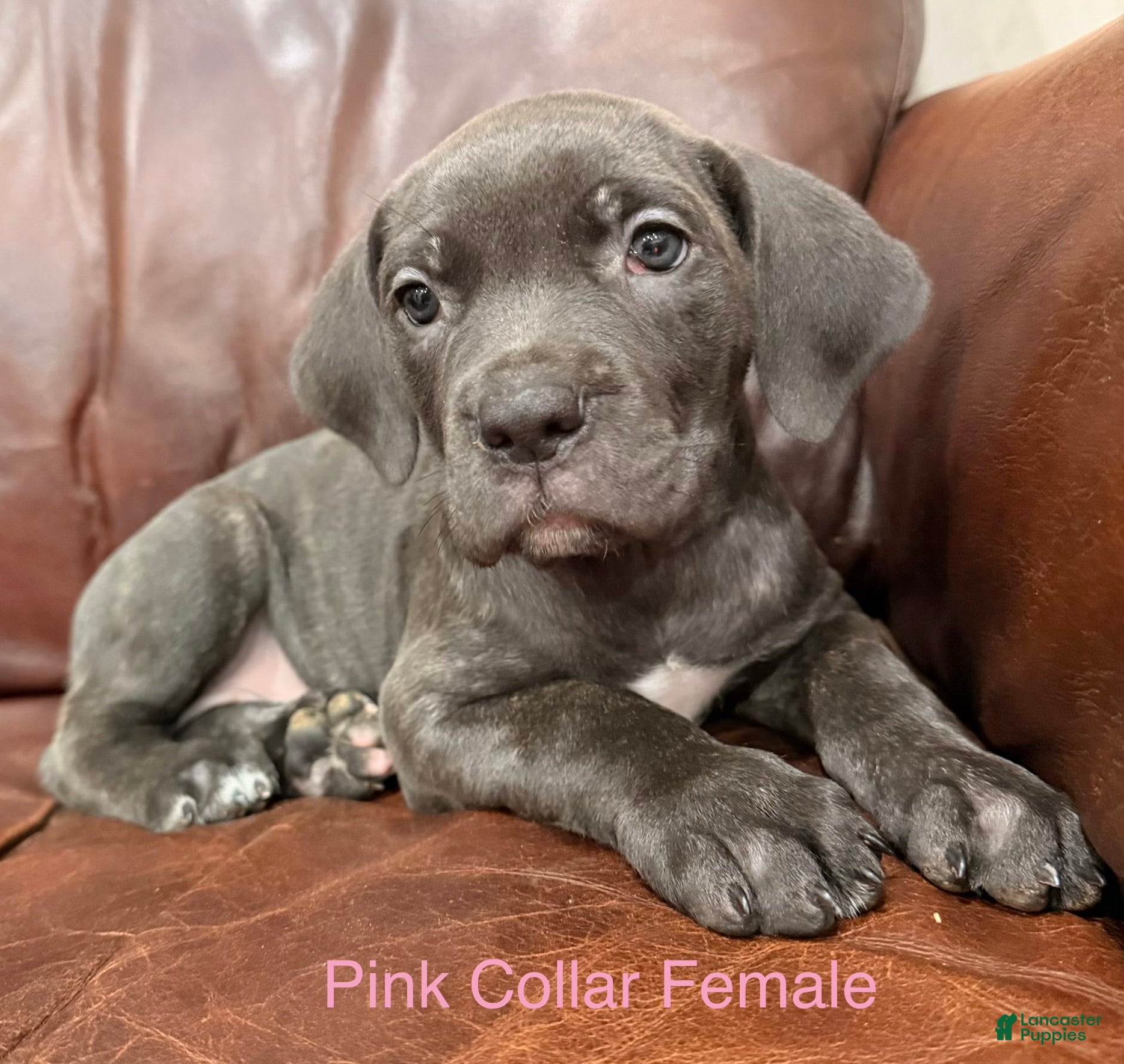 Cane Corso dogs Cane Corso F Puppy Pink Collar  - Ad 2