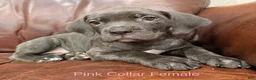 Cane Corso dogs for sale: Cane Corso F Puppy Pink Collar  - Ad 2