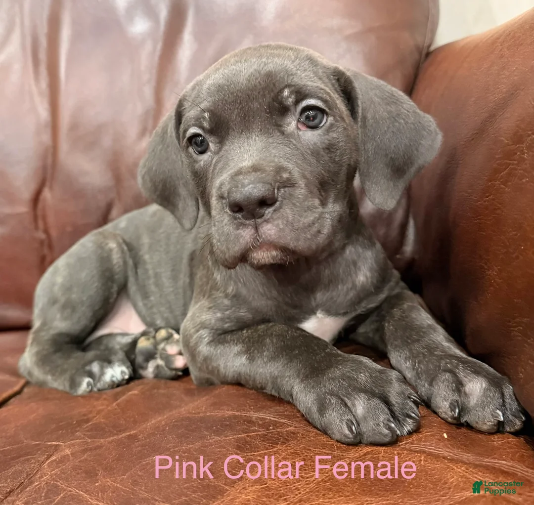 Cane Corso dogs for sale: Cane Corso F Puppy Pink Collar  - Ad 2