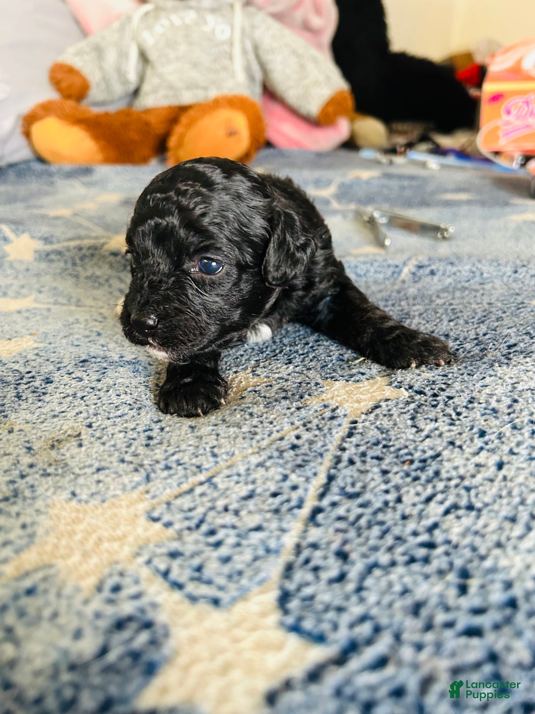 Cavapoo dogs for sale: Moon - Ad 6