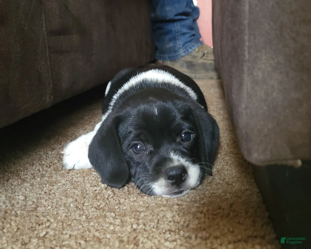 Puggle dogs for sale: Titus - Ad 2