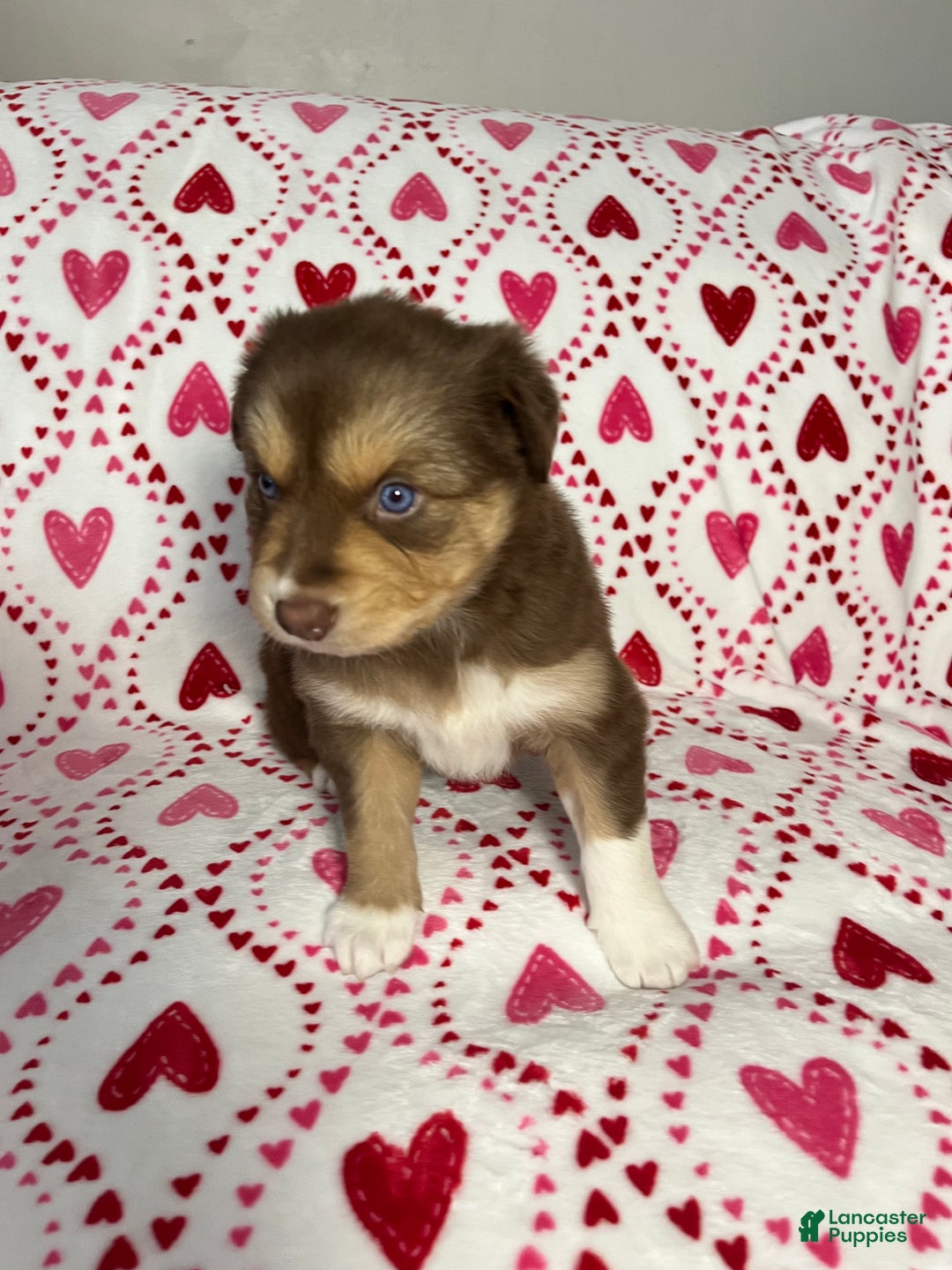 Australian Shepherd dogs for sale: El - Ad 3