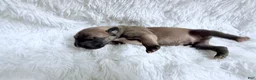 Great Dane dogs for sale: Latte - Ad 1