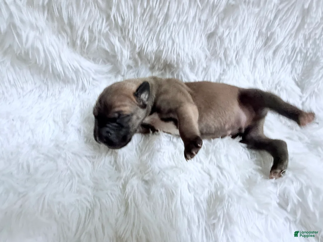 Great Dane dogs for sale: Latte - Ad 1