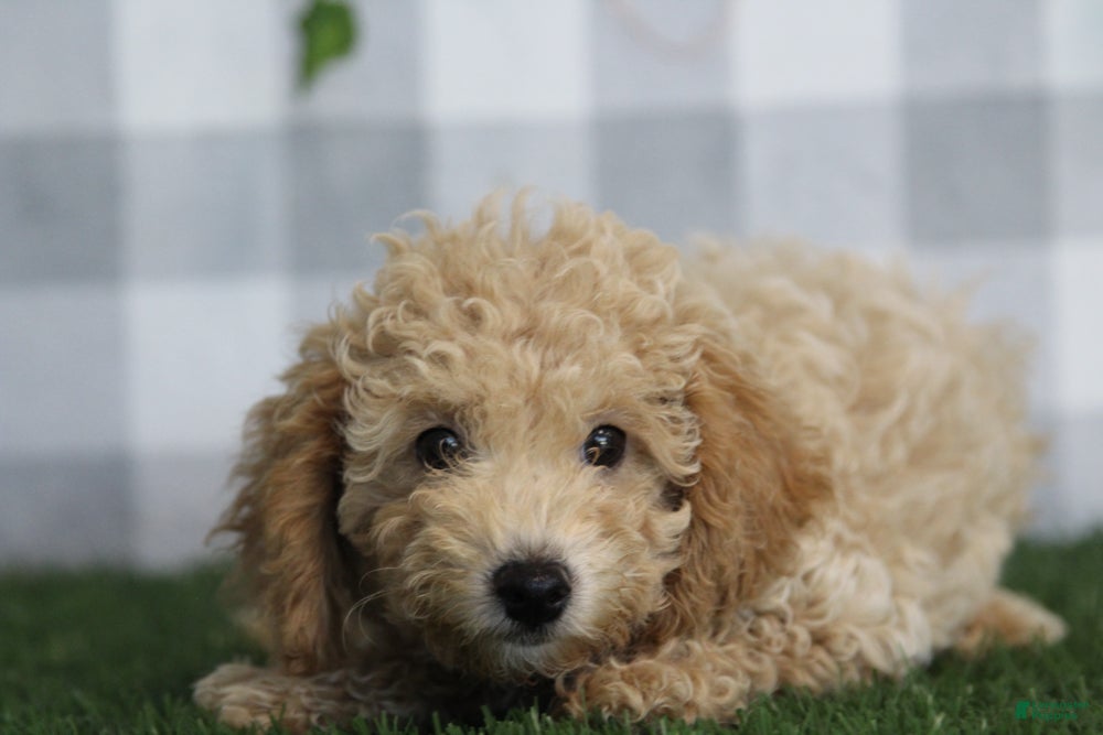 Miniature Poodle dogs Briar - Ad 2