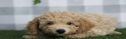 Miniature Poodle dogs for sale: Briar - Ad 2
