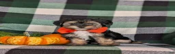 Yorkiepoo dogs for sale: Dublin 7 lbs Full Grown - Ad 3