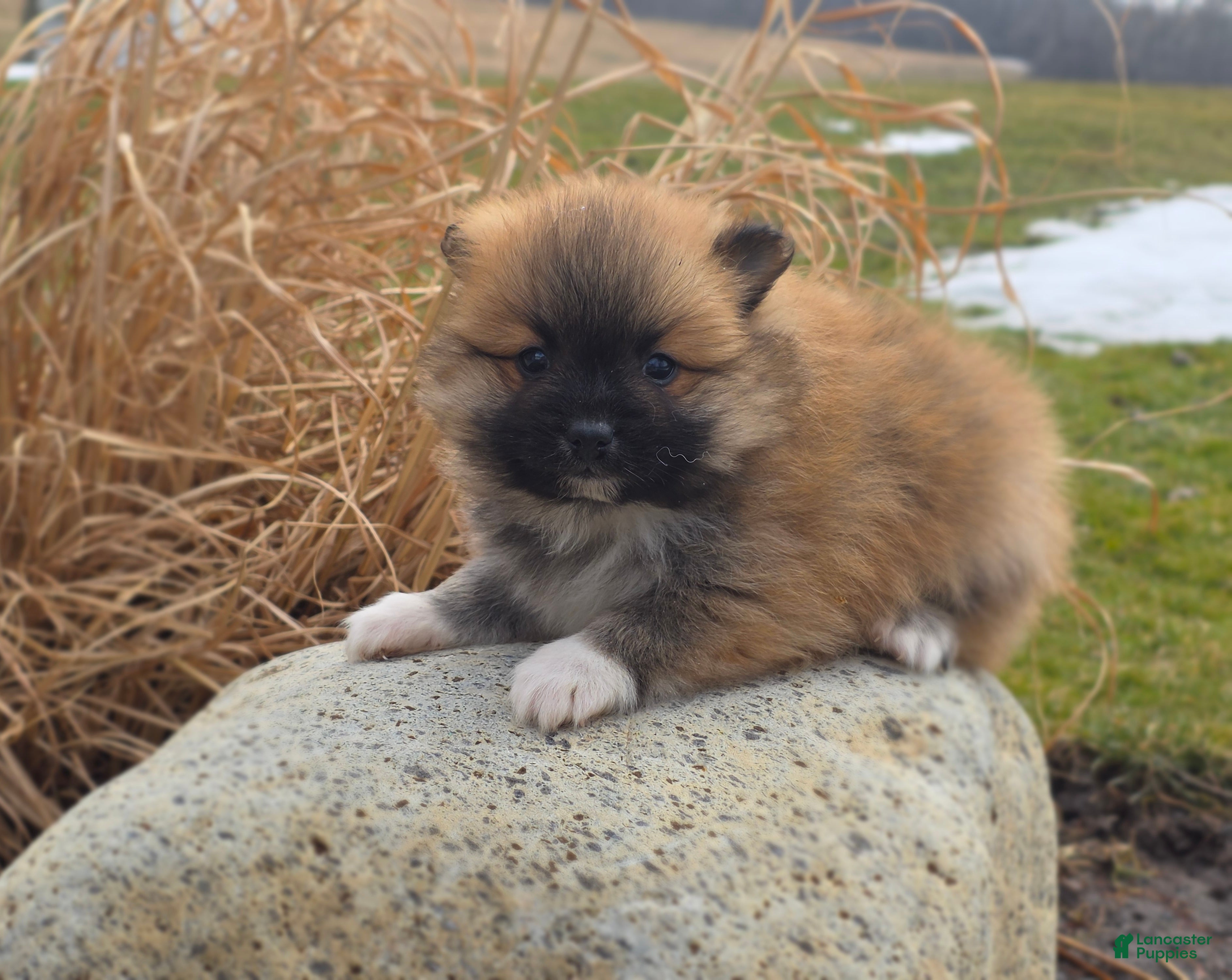 Pomeranian dogs Cleeto - Ad 1