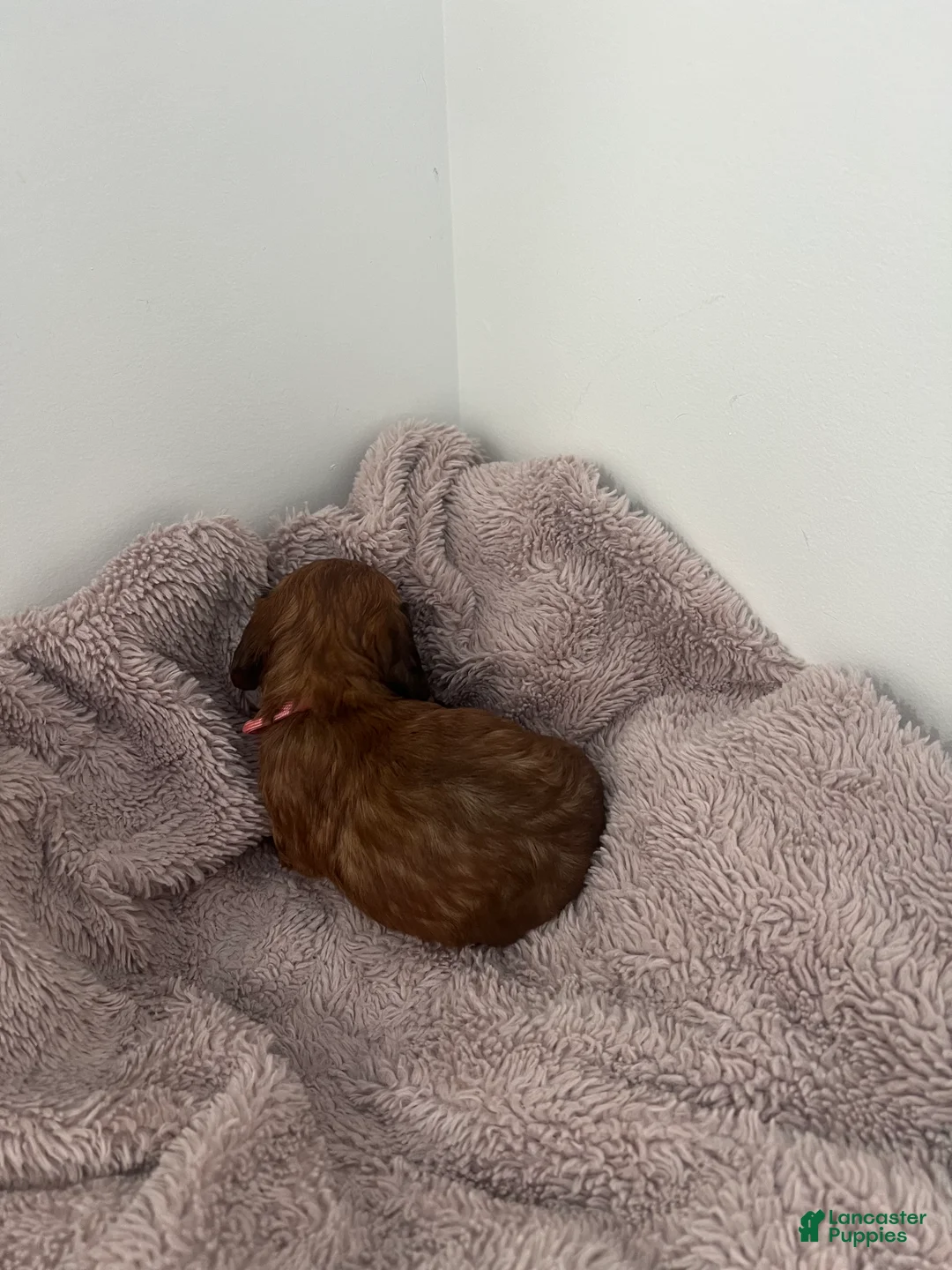 Miniature Dachshund dogs for sale: Lilly - Ad 3