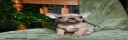 French Bulldog dogs for sale: Alice - Ad 4