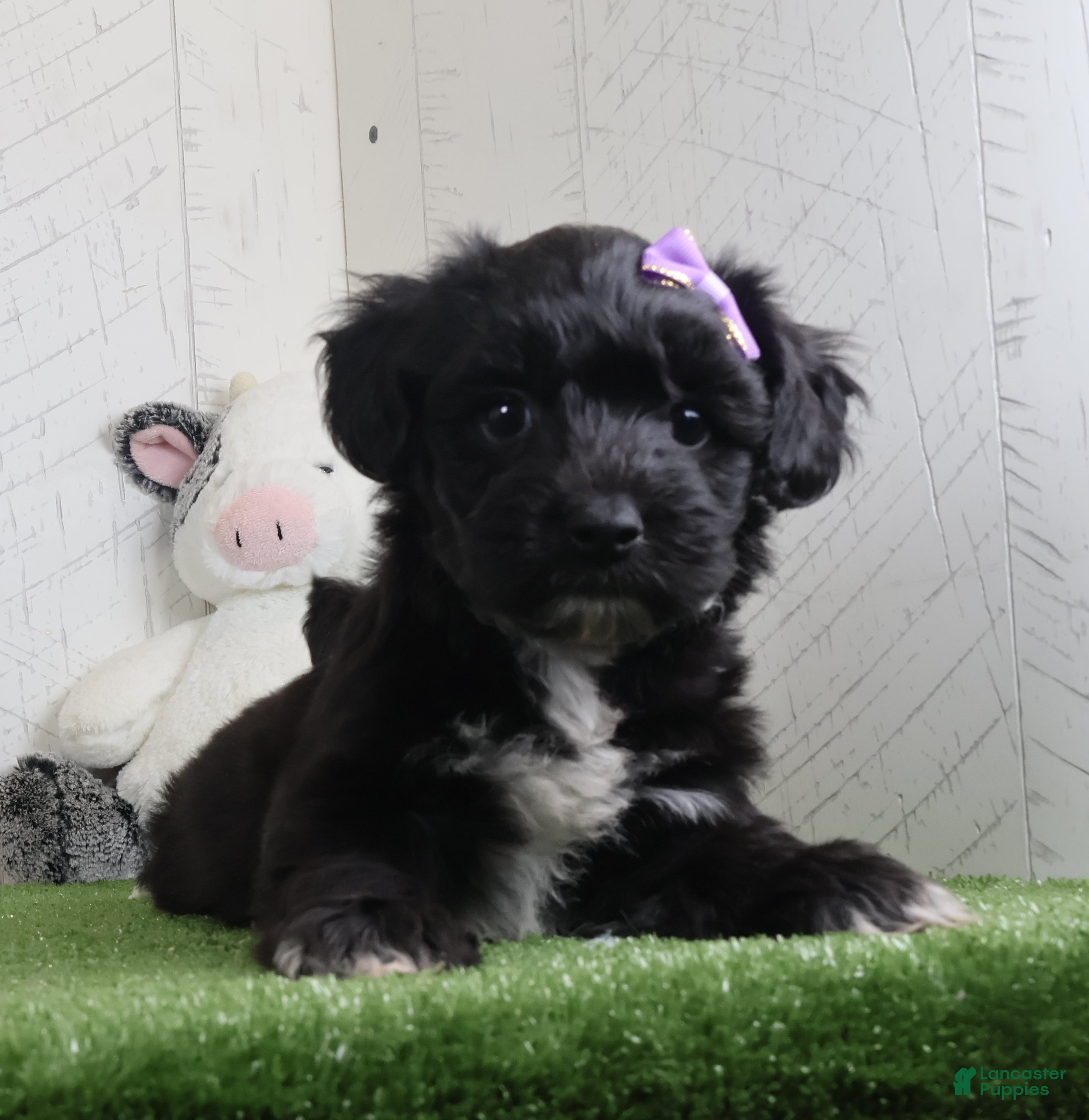 Yochon dogs for sale: Penny - Ad 1