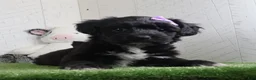 Yochon dogs for sale: Penny - Ad 1