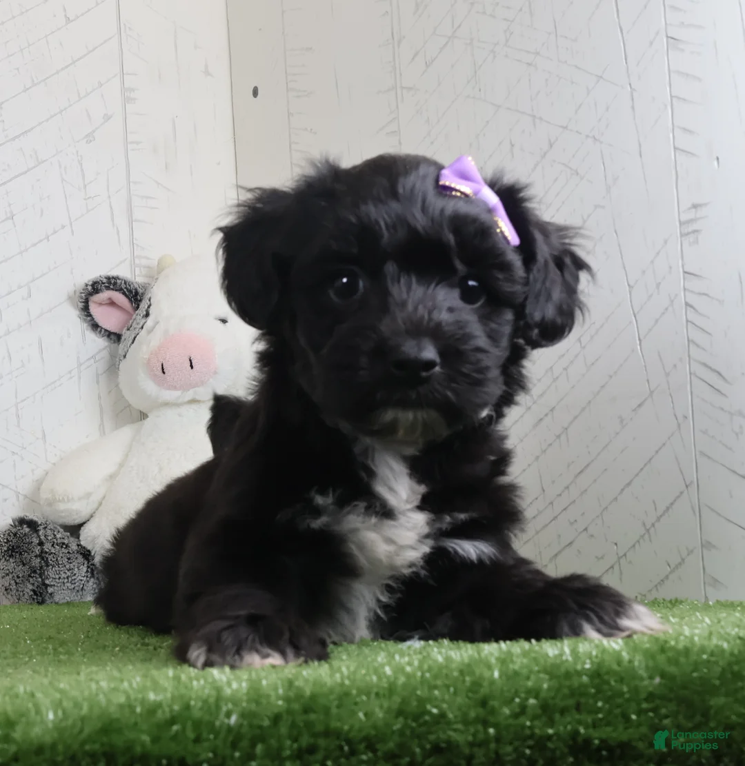 Yochon dogs for sale: Penny - Ad 1