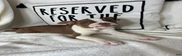 Boston Terrier dogs for sale: Bonnie - Ad 5