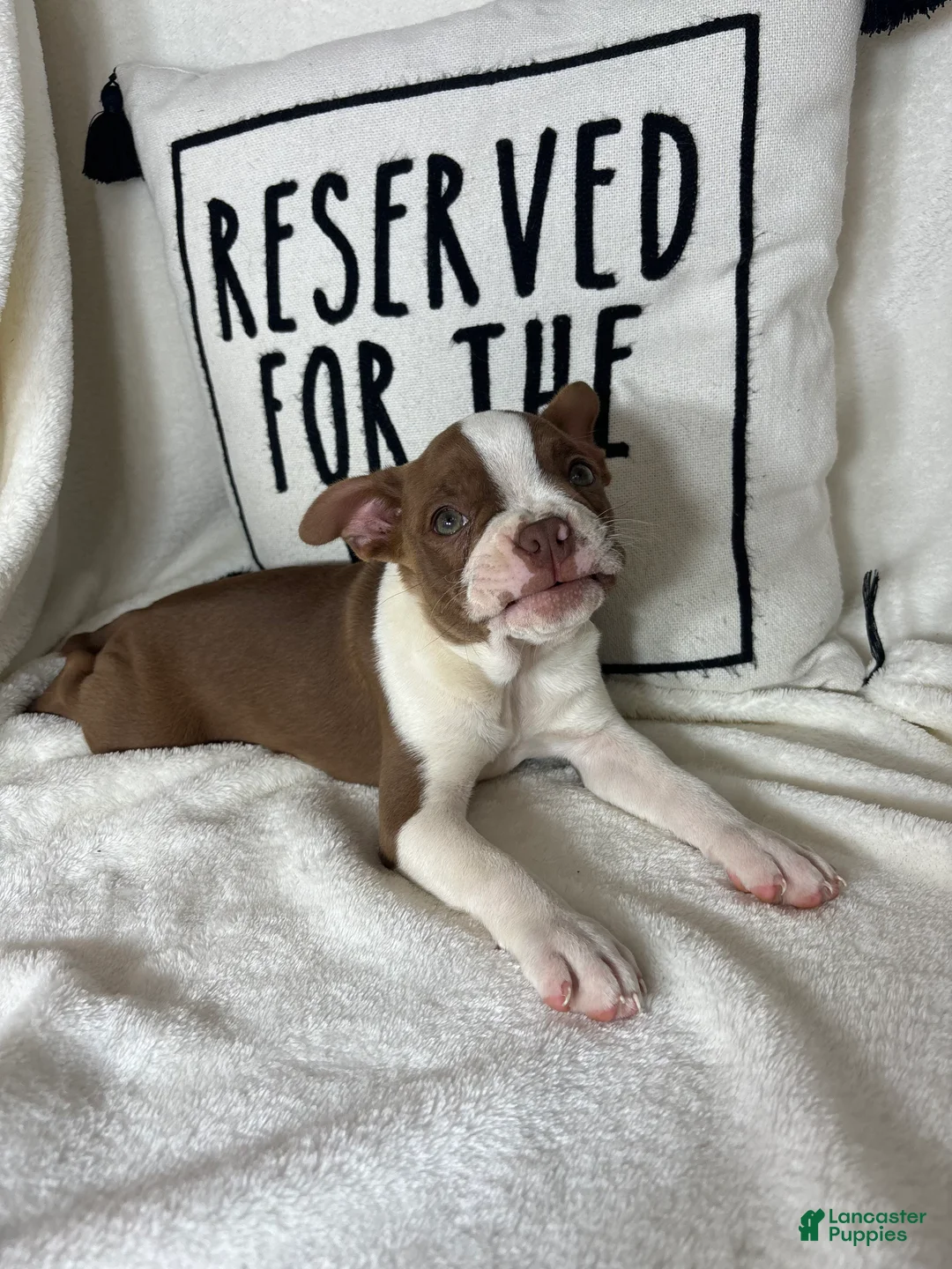 Boston Terrier dogs for sale: Bonnie - Ad 5