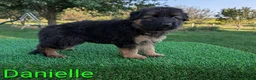 German Shepherd dogs for sale: Danielle - Ad 2