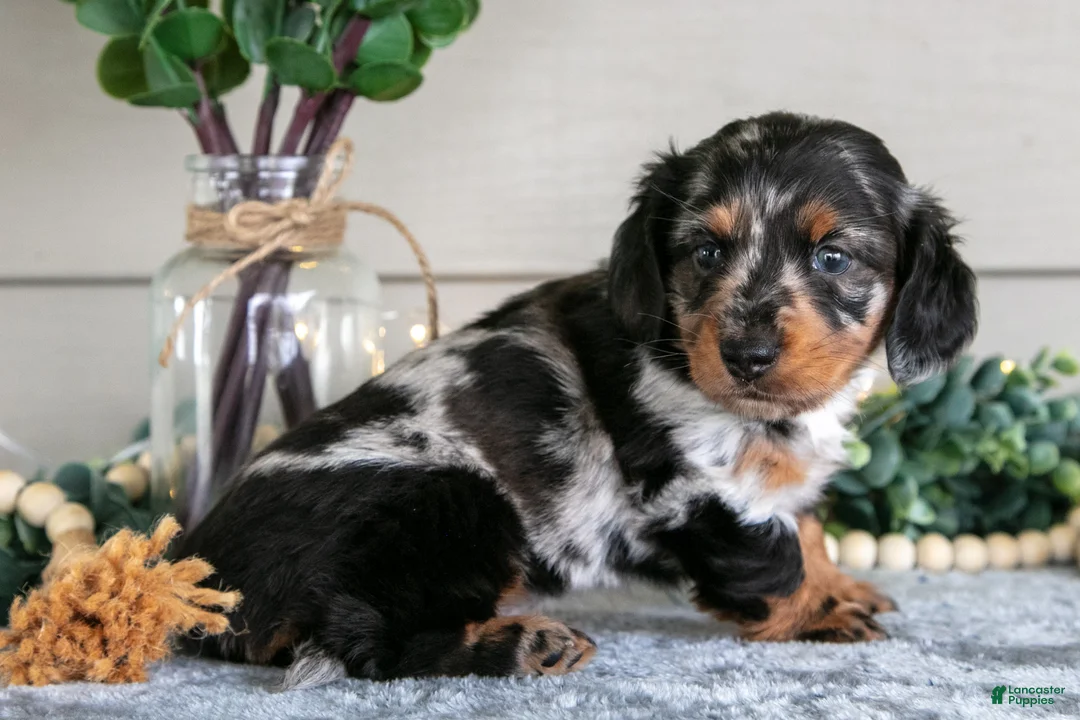 Miniature Dachshund dogs for sale: Whimsey - Ad 3