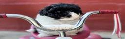 Havapoo dogs for sale: Freddy - Ad 2