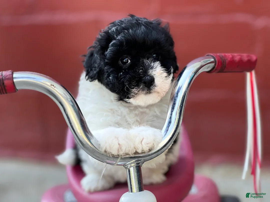 Havapoo dogs for sale: Freddy - Ad 2