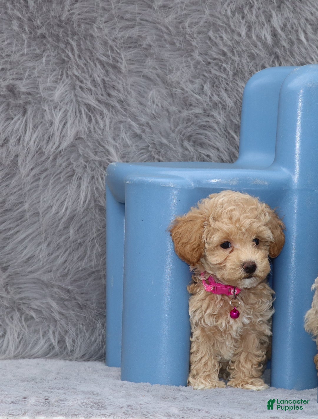 Havapoo dogs for sale: Annabelle Toy/M.👨‍👨‍👦‍👦💞🐕 - Ad 8