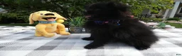 Pomeranian dogs for sale: Pomeranian 5 Ralinda - Ad 3