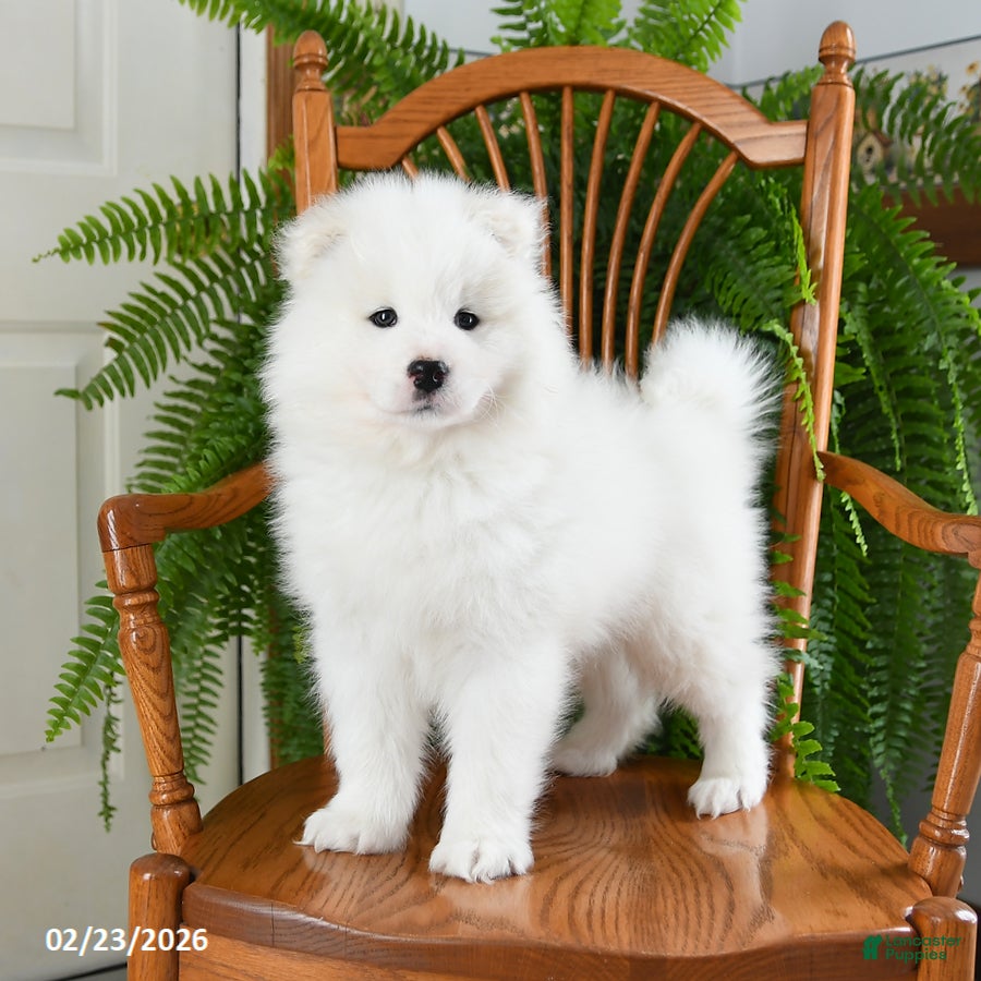 Samoyed dogs Elizabeth - Ad 1