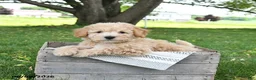 Bichpoo dogs for sale: Jade - Ad 14