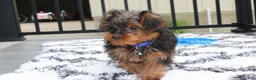 Yorkiepoo dogs for sale: Enzo - Ad 12