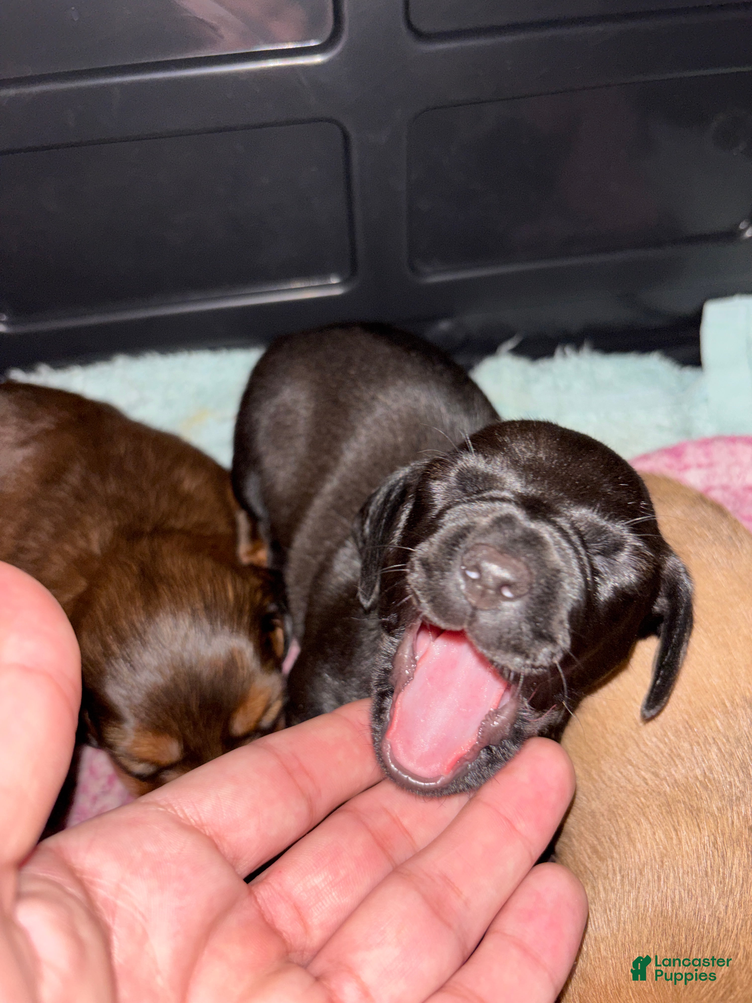 Dachshund dogs Dachshund Puppy 2 - Ad 1