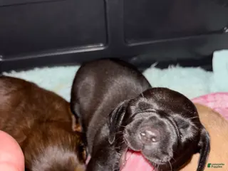 Dachshund dogs Dachshund Puppy 2 - Ad 1