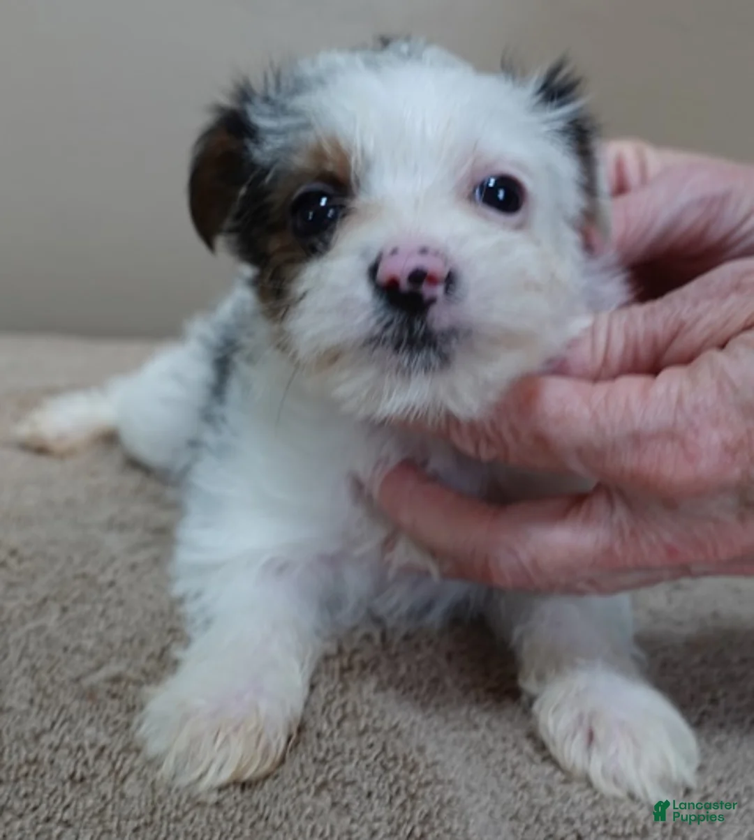 Yorkshire Terrier dogs for sale: Kiko girl - Ad 2