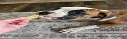 Boxer dogs for sale: Lady - Ad 20