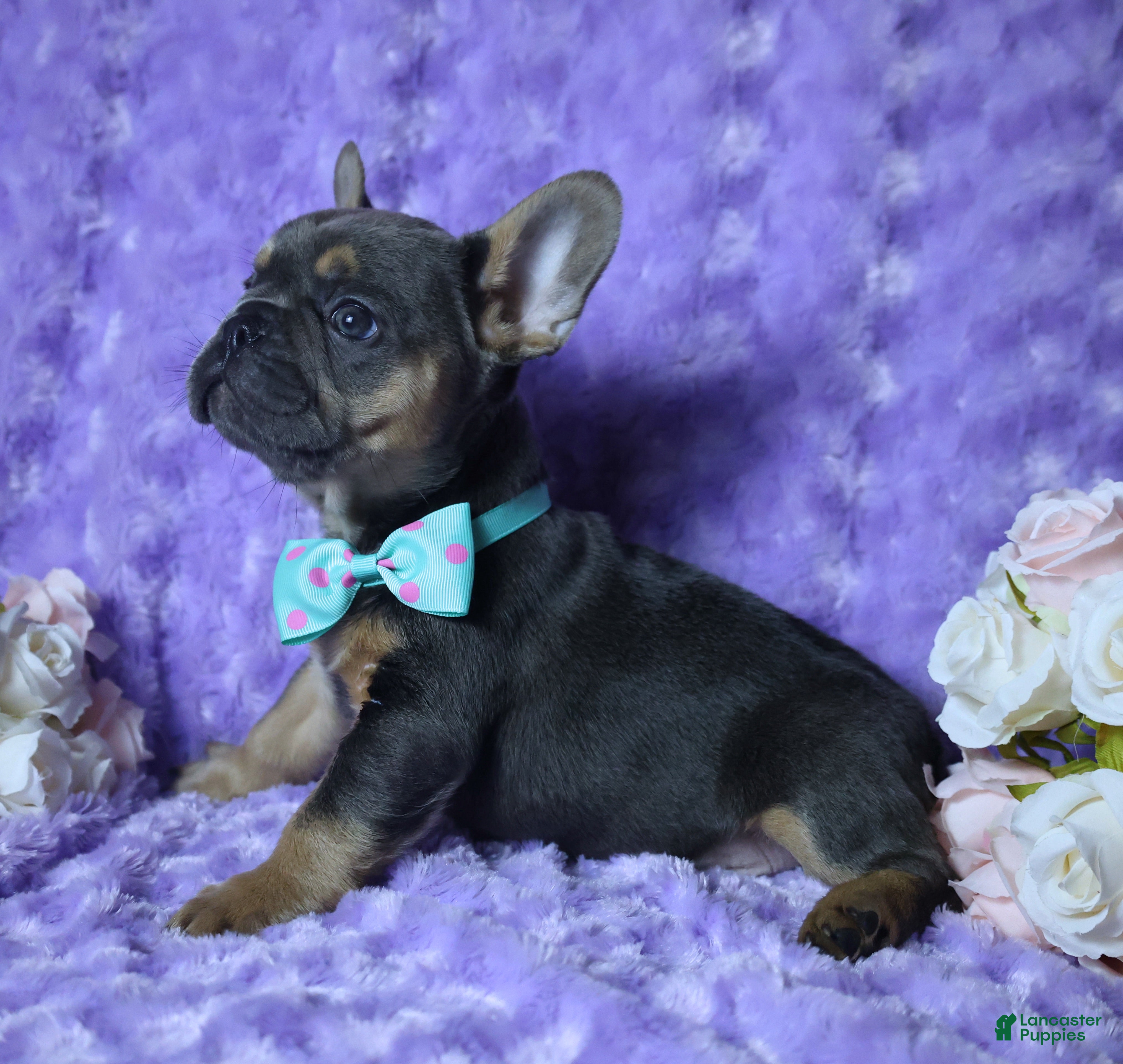 French Bulldog dogs French Bulldog Akc, Health Tested Parents  1 - Ad 42