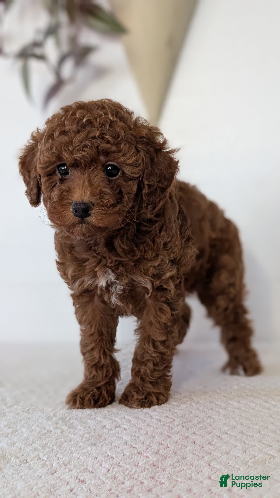 Toy Poodle dogs for sale: Chloe - Ad 4
