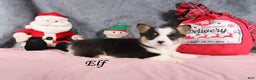 Welsh Corgi Pembroke dogs for sale: Elf - Ad 3
