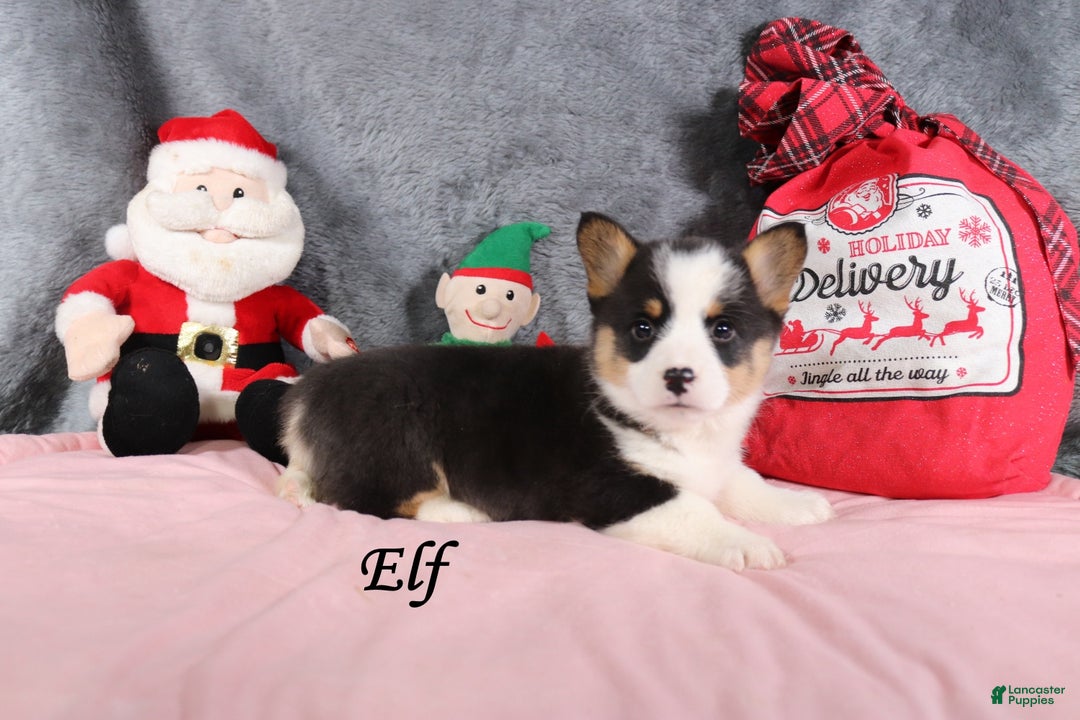 Welsh Corgi Pembroke dogs for sale: Elf - Ad 3