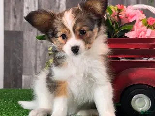 Papillon dogs Reba - Ad 12