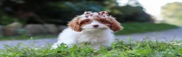 Cavapoo dogs for sale: Jessica - Ad 6