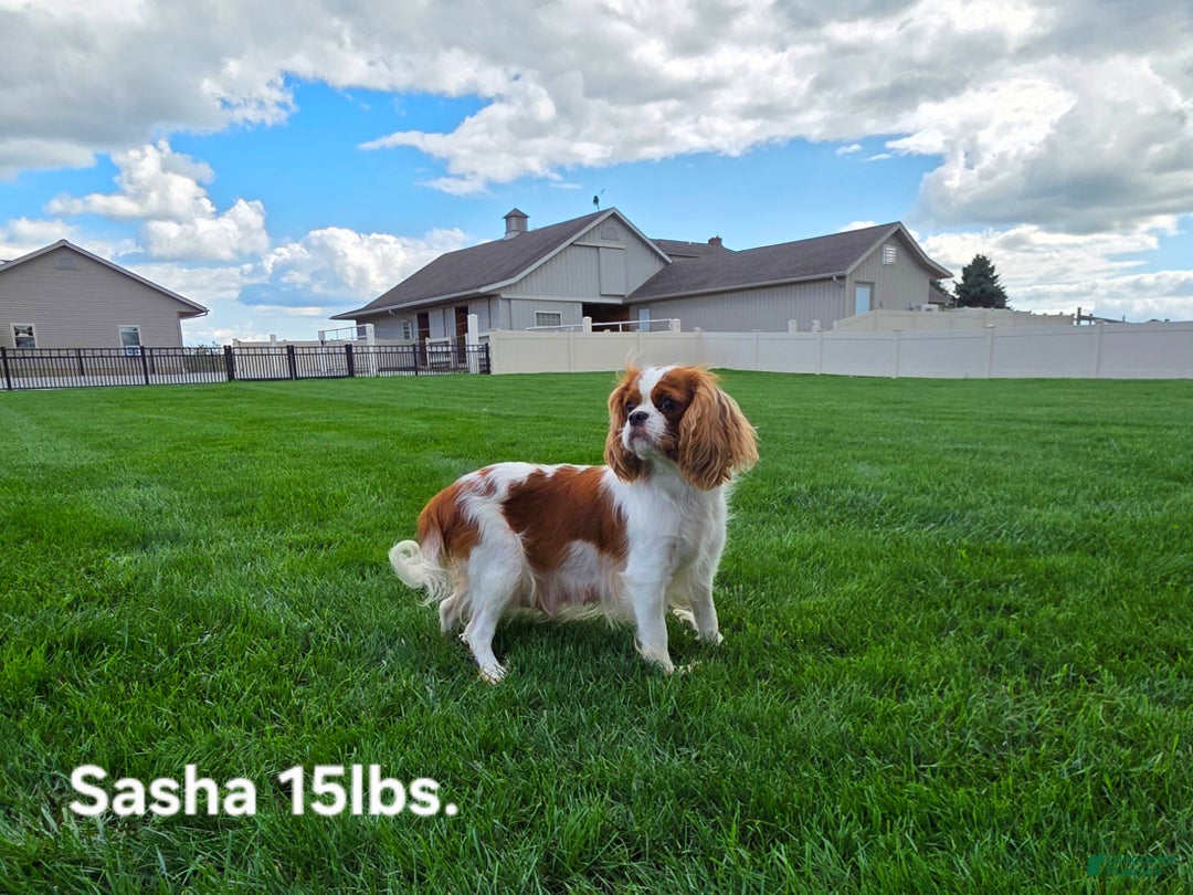 Cavalier King Charles Spaniel dogs for sale: Silas - Ad 13