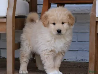 Mixed Breed dogs for sale: Duke - Ad 1