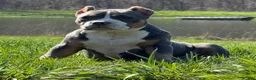 American Bully dogs for sale: Blue Tri Female (Speckles) - Ad 10