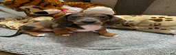 Miniature Dachshund dogs for sale: Duckie - Ad 4