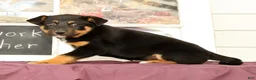 Mixed Breed dogs for sale: Twinkle - Ad 2