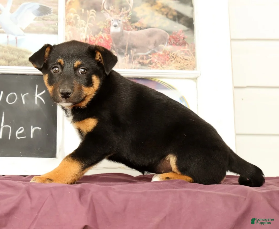 Mixed Breed dogs for sale: Twinkle - Ad 2